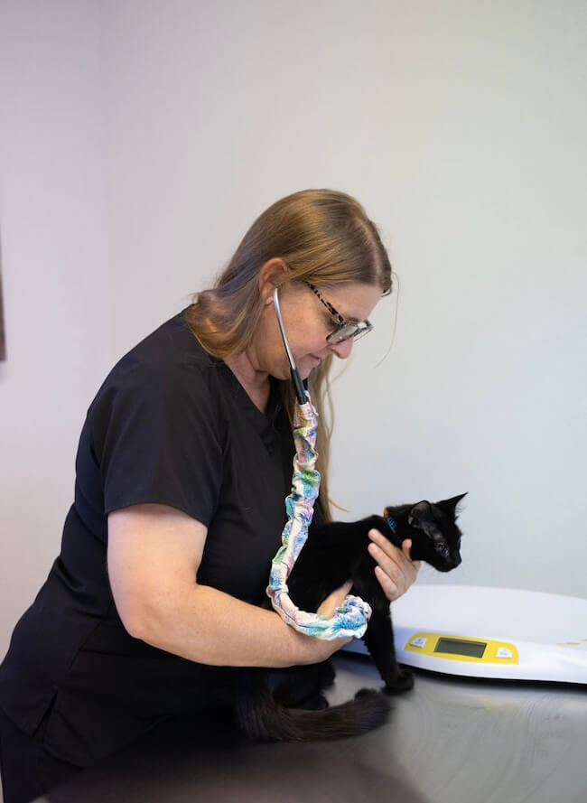 Cat Wellness Care in Leesburg
