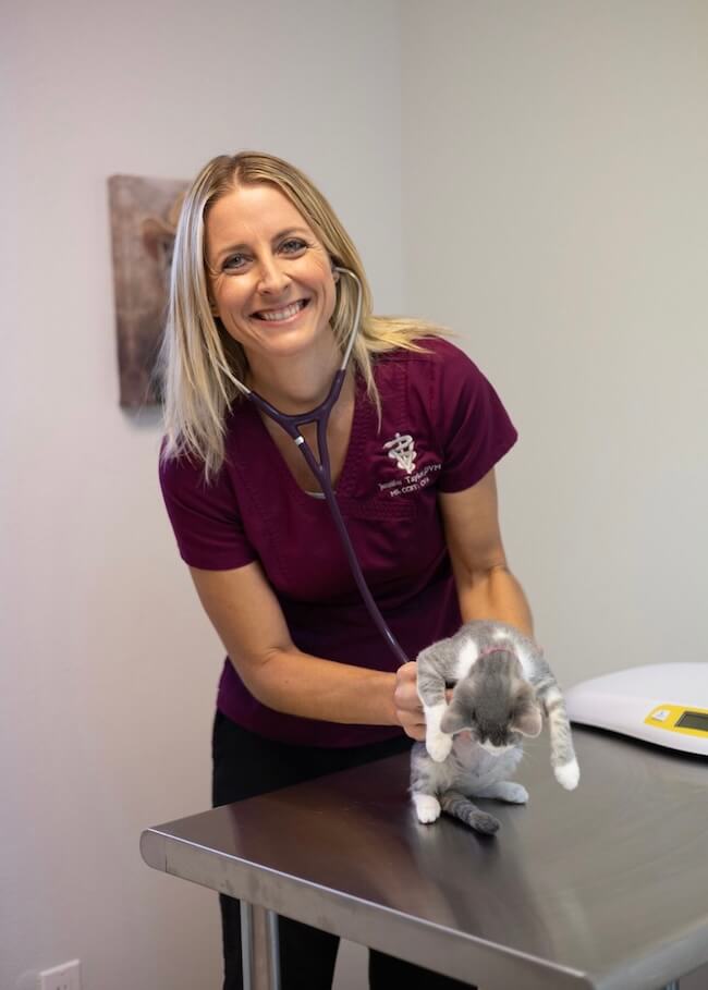 Cat Pain Management in Leesburg