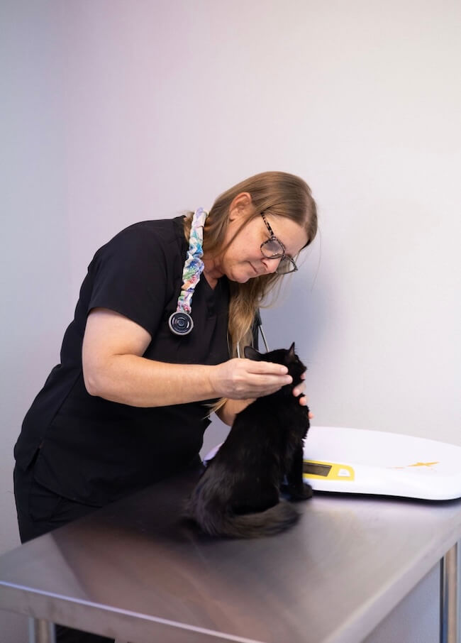 Cat Fleas and Ticks in Leesburg