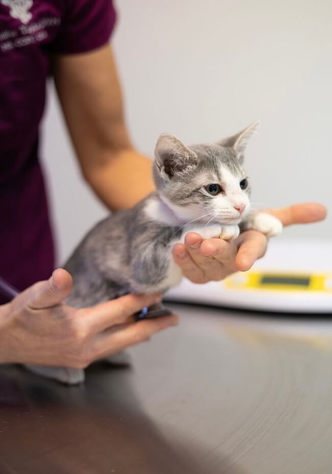 Kitten Care in Leesburg