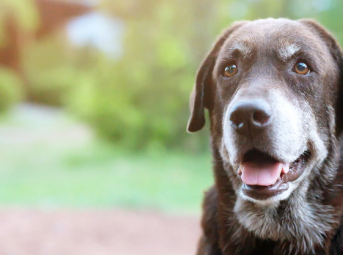 Arthritis In Dogs & Cats